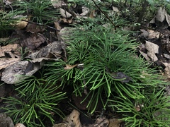 Diphasiastrum thyoides