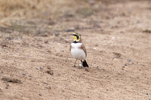 iNaturalist observation photo of California Horned Lark