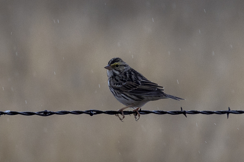 iNaturalist observation photo of Savannah Sparrow