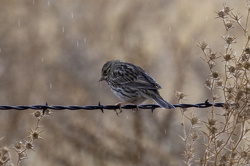iNaturalist observation photo of Savannah Sparrow