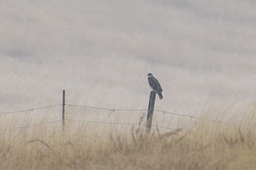 iNaturalist observation photo of Ferruginous Hawk