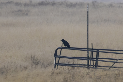 iNaturalist observation photo of Common Raven