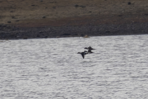 iNaturalist observation photo of Bufflehead