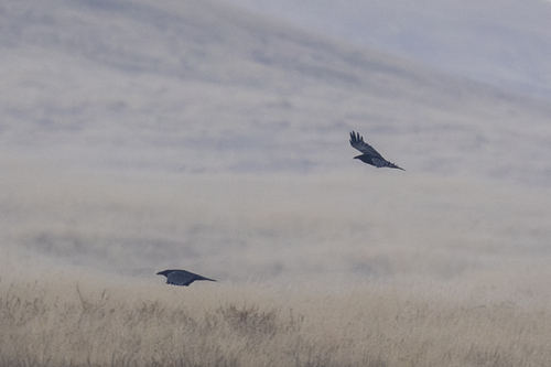 iNaturalist observation photo of Common Raven