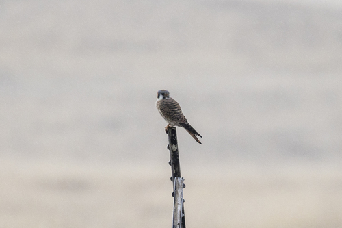 iNaturalist observation photo of American Kestrel