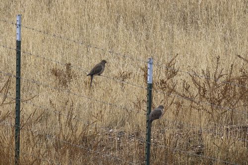 iNaturalist observation photo of Mourning Dove