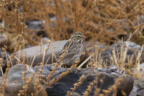 iNaturalist observation photo of Savannah Sparrow
