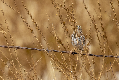iNaturalist observation photo of Savannah Sparrow