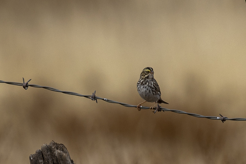 iNaturalist observation photo of Savannah Sparrow