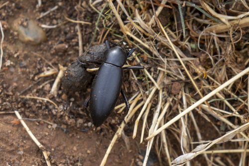 iNaturalist observation photo of Eleodes gigantea
