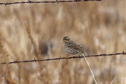 iNaturalist observation photo of Savannah Sparrow