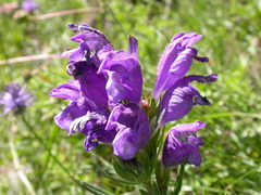 Dracocephalum austriacum