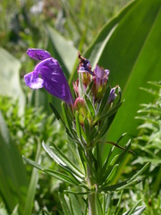 Dracocephalum austriacum