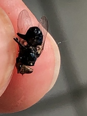 Cochliomyia