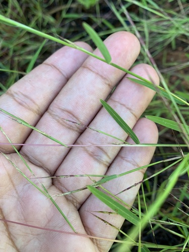 Schizachyrium brevifolium iNat (3)