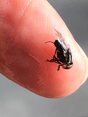 Cochliomyia