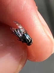 Cochliomyia