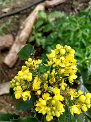 Berberis pinnata