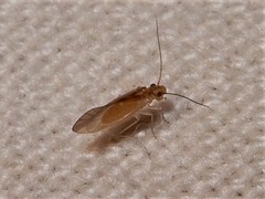 Caeciliusidae