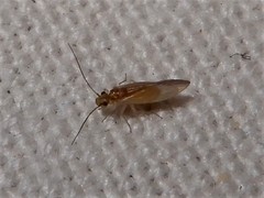 Caeciliusidae