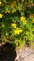 Hippocrepis emerus emerus