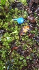 Entoloma hochstetteri