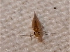 Caeciliusidae