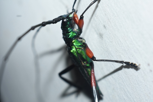 Callichromatini image