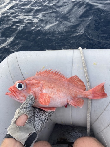 Chameleon rockfish (Sebastes phillipsi) — Sebastidae