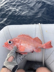 Chameleon Rockfish photo 4