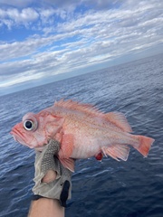 Chameleon Rockfish photo 3