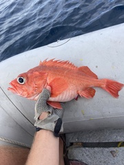 Chameleon Rockfish photo 2
