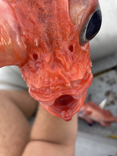 Chameleon rockfish (Sebastes phillipsi) — Sebastidae — 3