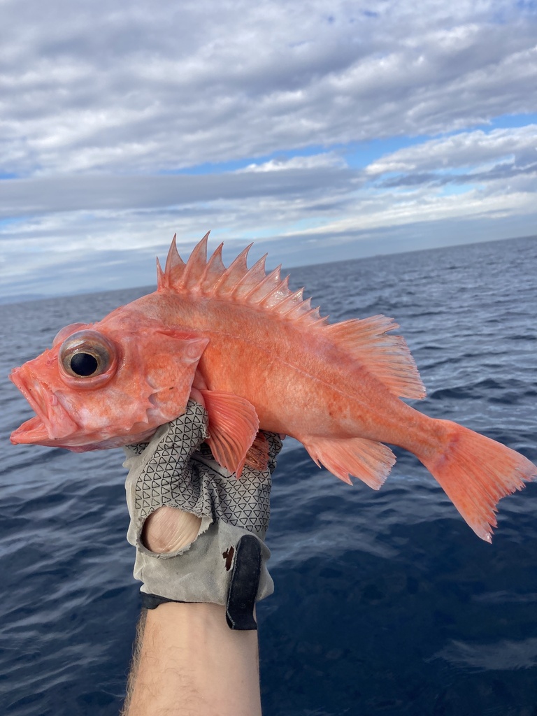 Chameleon Rockfish