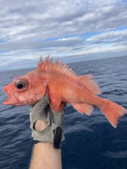 Chameleon Rockfish photo 1
