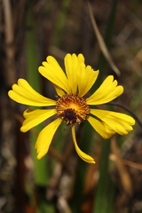 Helenium brevifolium