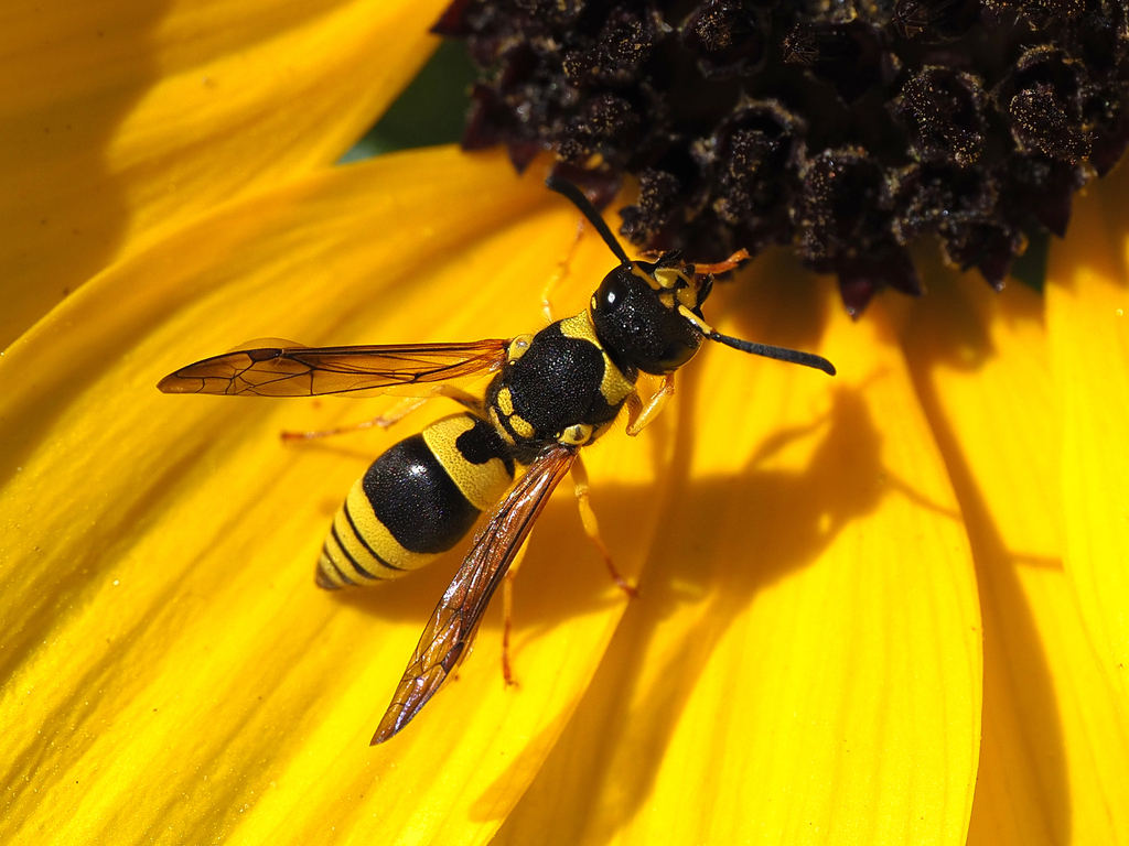 European tube wasp from Gateway National Recreation Area, Queens, New