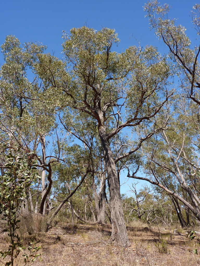Red Stringybark