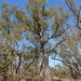 Red Stringybark - Photo (c) Dean Nicolle, some rights reserved (CC BY-NC), uploaded by Dean Nicolle