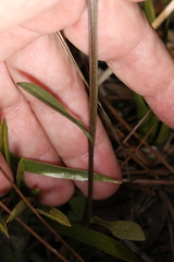 Helenium brevifolium