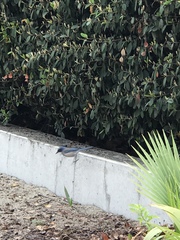 Aphelocoma californica