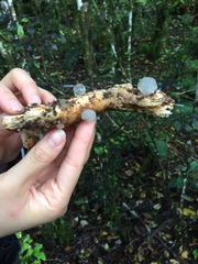 Pseudohydnum orbiculare