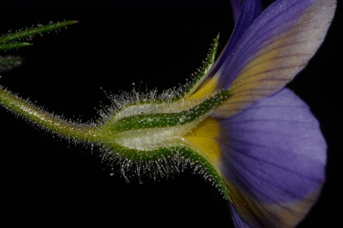 Image of Giliastrum acerosum by (c) Brian Finzel, some rights reserved (CC BY-SA)
