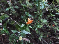 Clinopodium macrostemum