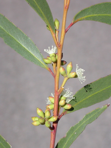 Narrow-leaved Stringybark (Eucalyptus tenella)