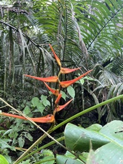 Heliconia latispatha image