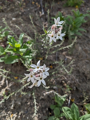 Arjona tuberosa (Arjona tuberosa)