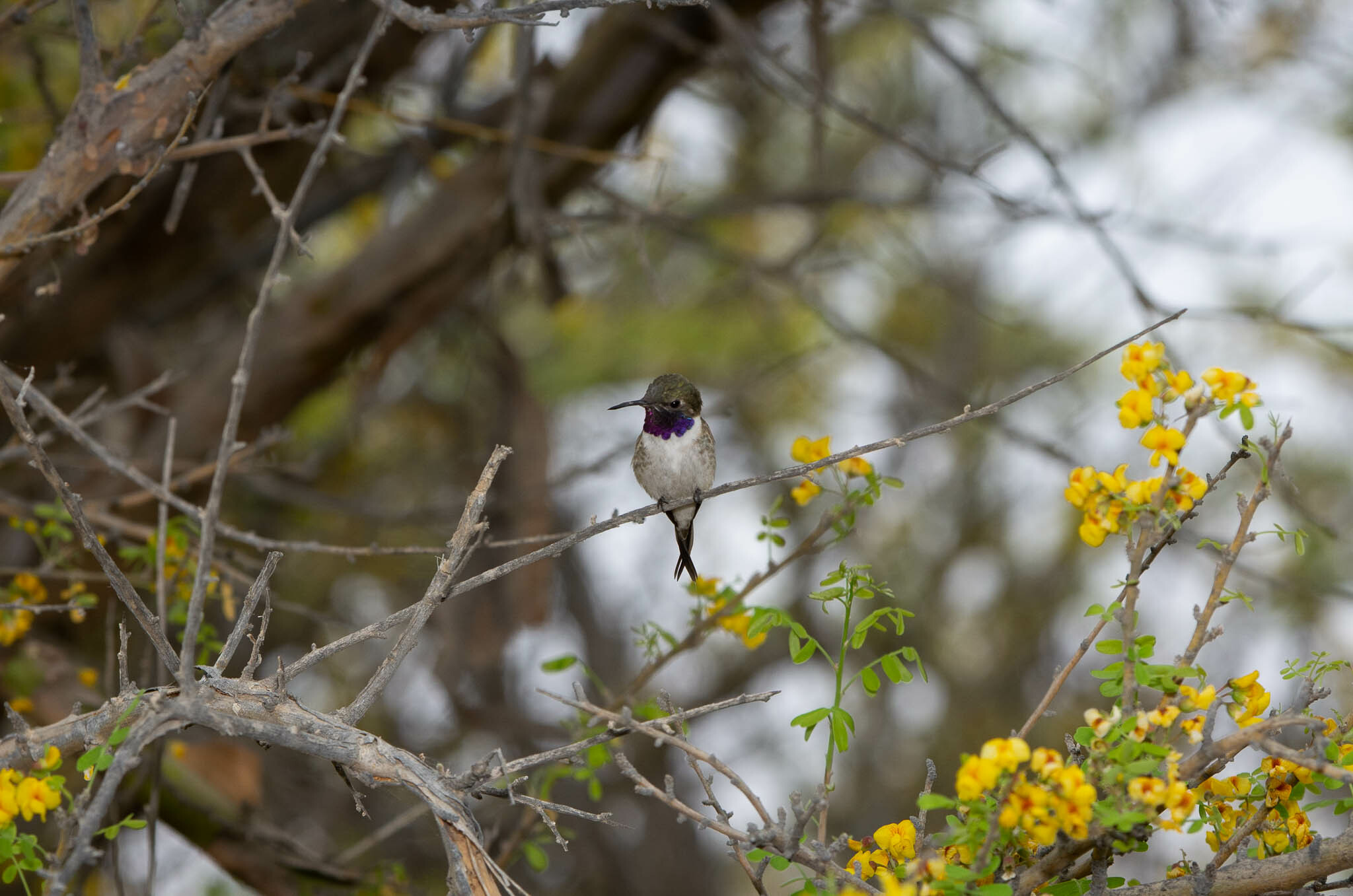 Chilean Woodstar (Eulidia yarrellii), photo 10