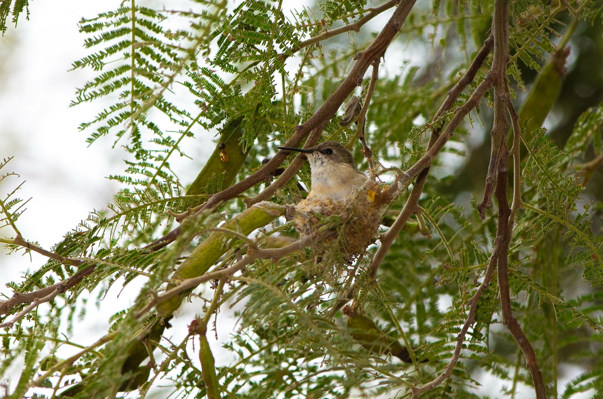 Chilean Woodstar (Eulidia yarrellii), photo 9