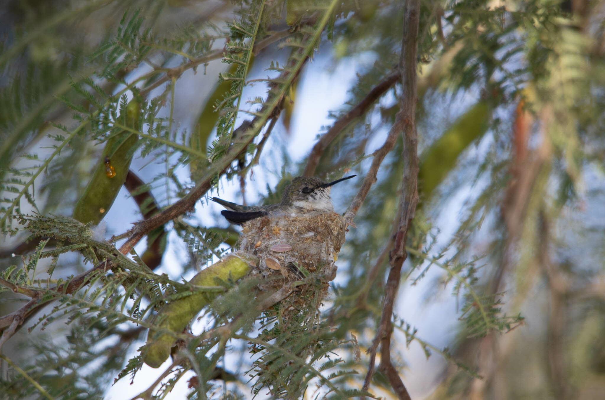 Chilean Woodstar (Eulidia yarrellii), photo 8